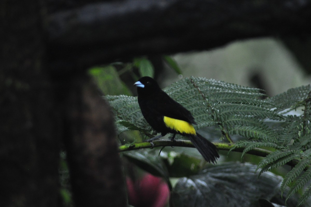 Flame-rumped Tanager (Lemon-rumped) - ML329011741