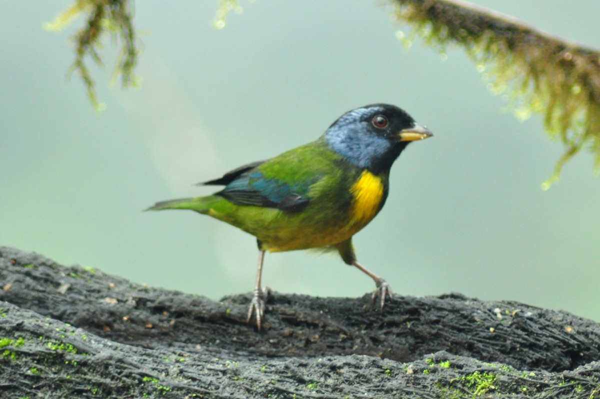 Moss-backed Tanager - ML329019301