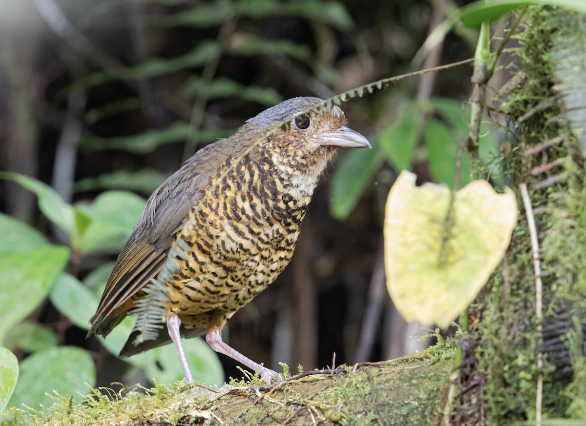 Great Antpitta - ML329019831