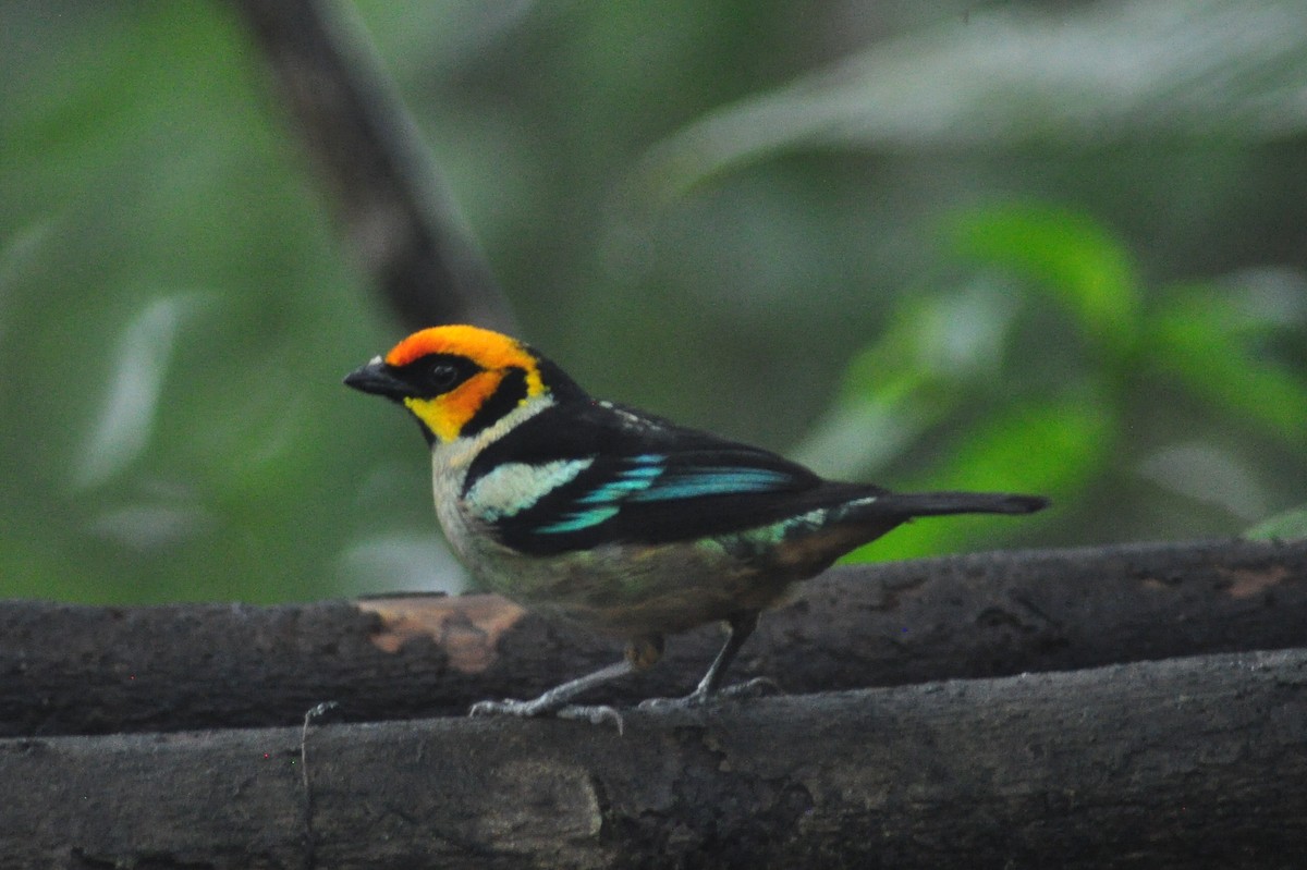 Flame-faced Tanager - ML329020201