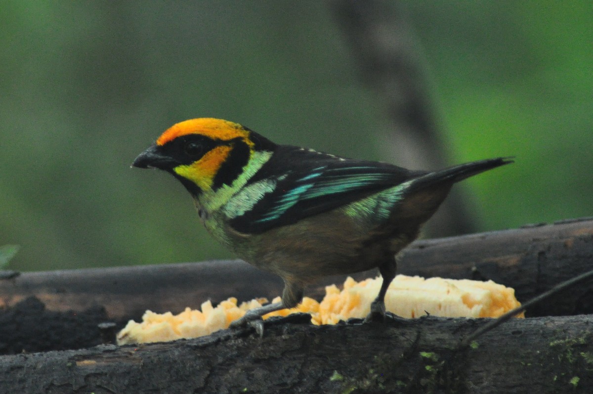 Flame-faced Tanager - ML329020261