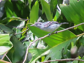  - Spot-tailed Antwren