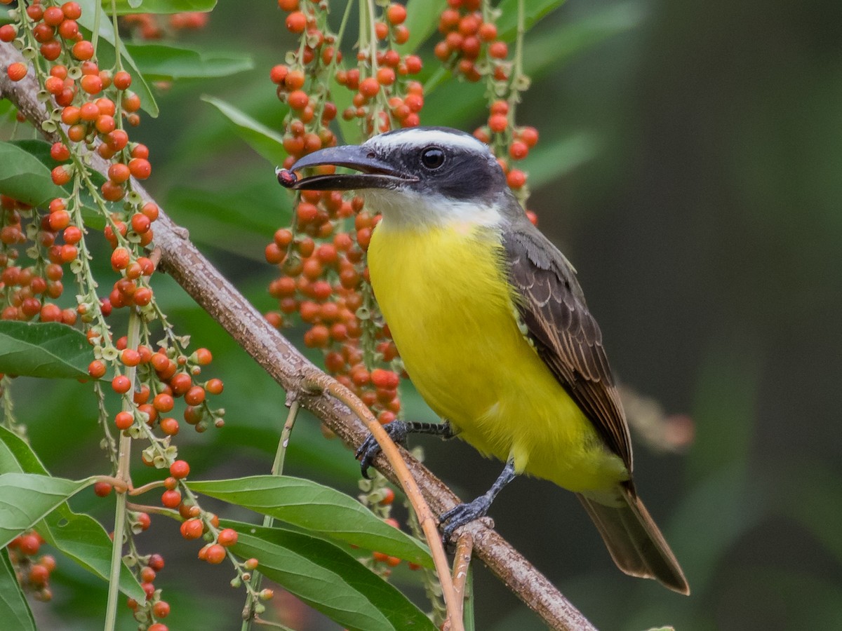 Boat-billed Flycatcher - Megarynchus pitangua - Birds of the World