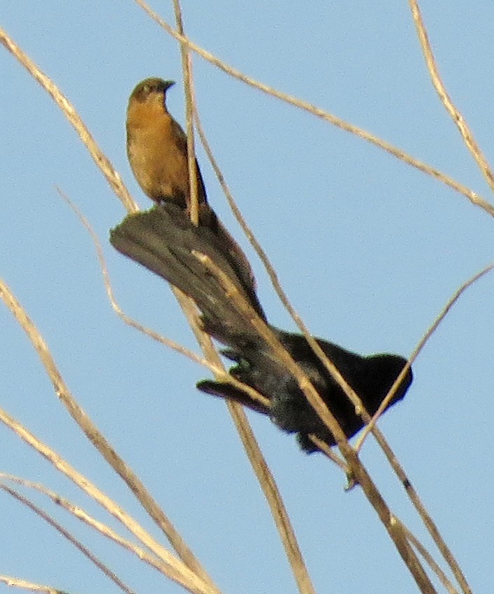 Great-tailed Grackle - ML329023451