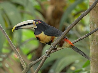  - Collared Aracari (Pale-mandibled)