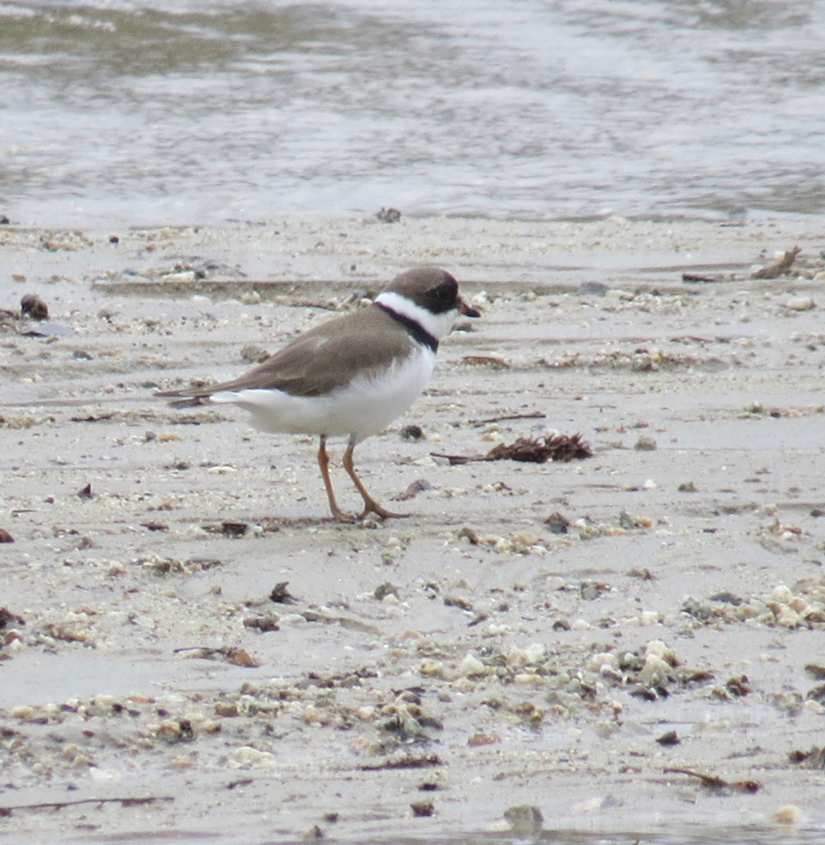 Semipalmated Plover - ML329024791