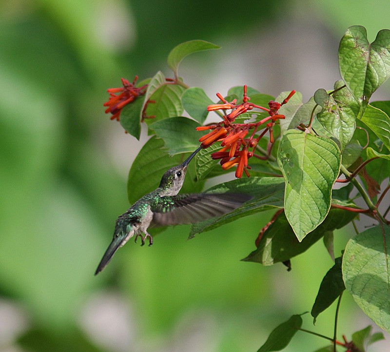 kolibřík klínoocasý (ssp. excellens) - ML329025431