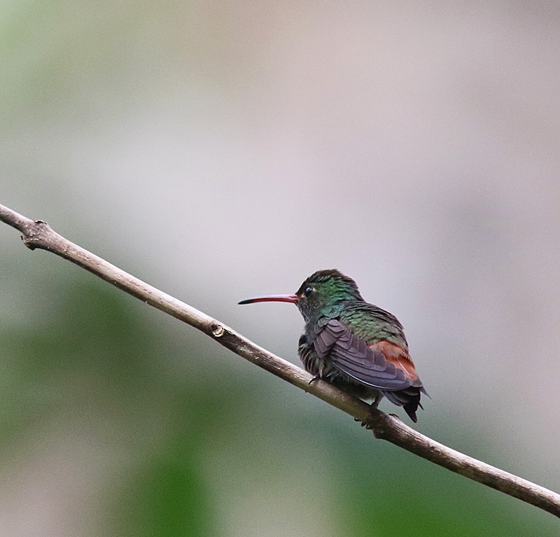 Rufous-tailed Hummingbird (Rufous-tailed) - ML329025511