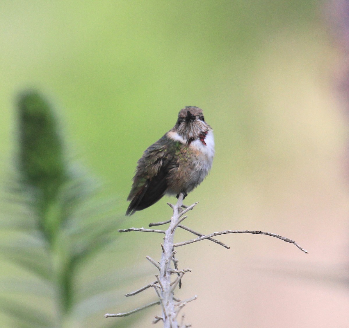 Calliope Hummingbird - ML329026201