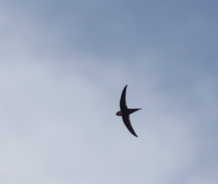 Lesser Swallow-tailed Swift - Jorge Montejo