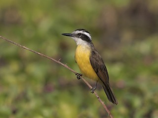  - Lesser Kiskadee