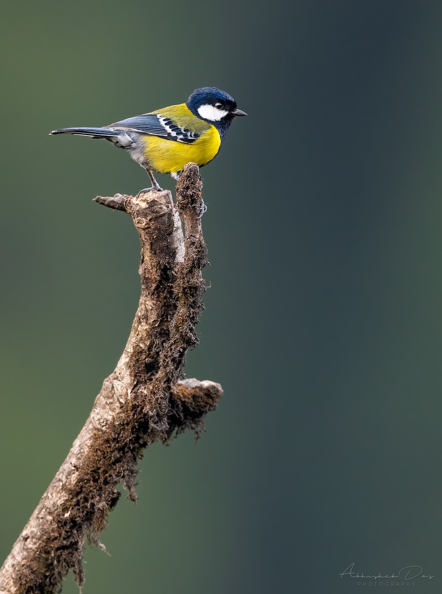 Green-backed Tit - ML329027451