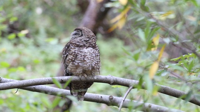 Spotted Owl (Northern) - ML329029131