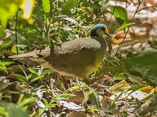  - Sulawesi Ground Dove