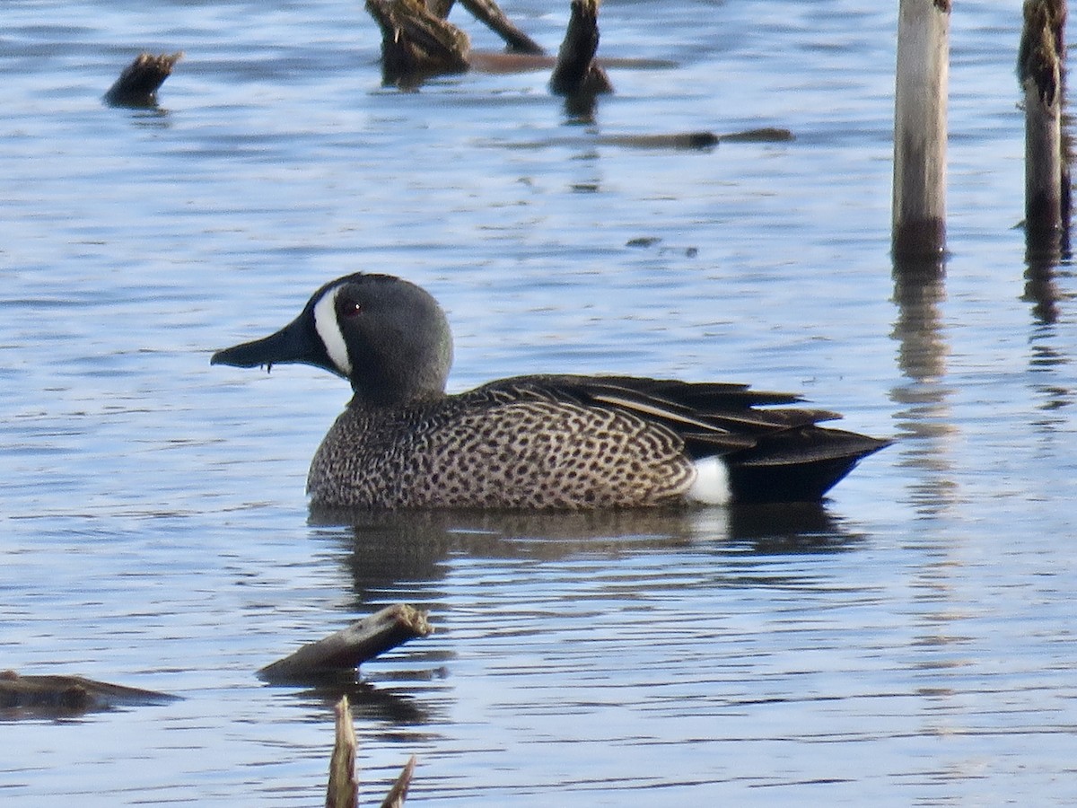 Blue-winged Teal - ML329032481