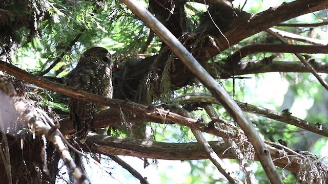Spotted Owl (Northern) - ML329032681