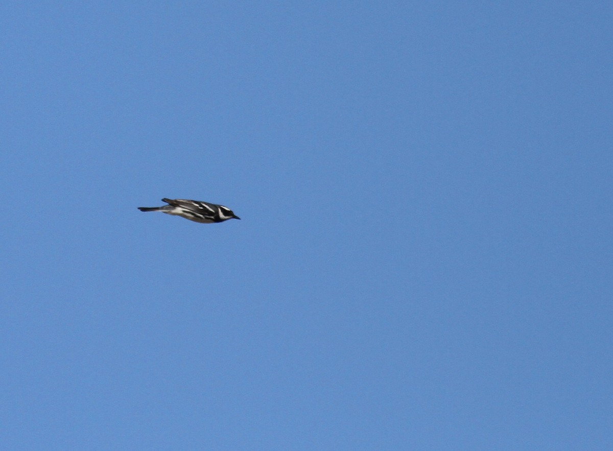 Black-throated Gray Warbler - ML329034491