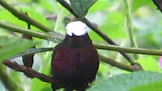 kolibřík běločelý - ML329035561