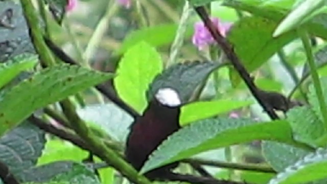 kolibřík běločelý - ML329035811