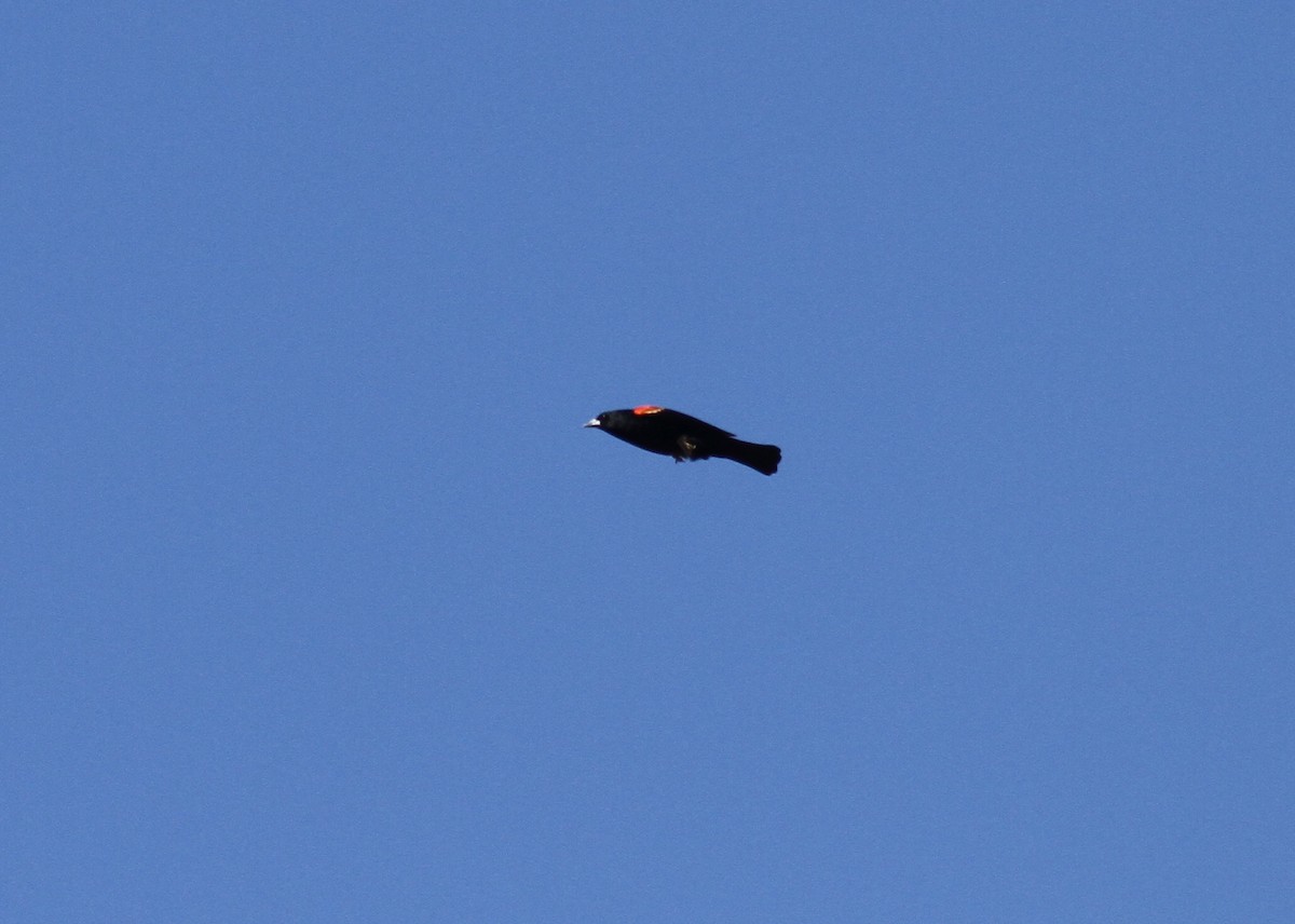 Red-winged Blackbird - ML329038311