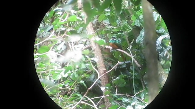 Rufous-tailed Jacamar - ML329039071