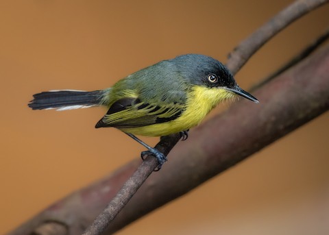 Todirostrum cinereum