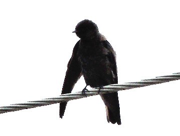 Northern Rough-winged Swallow - John Gerwin