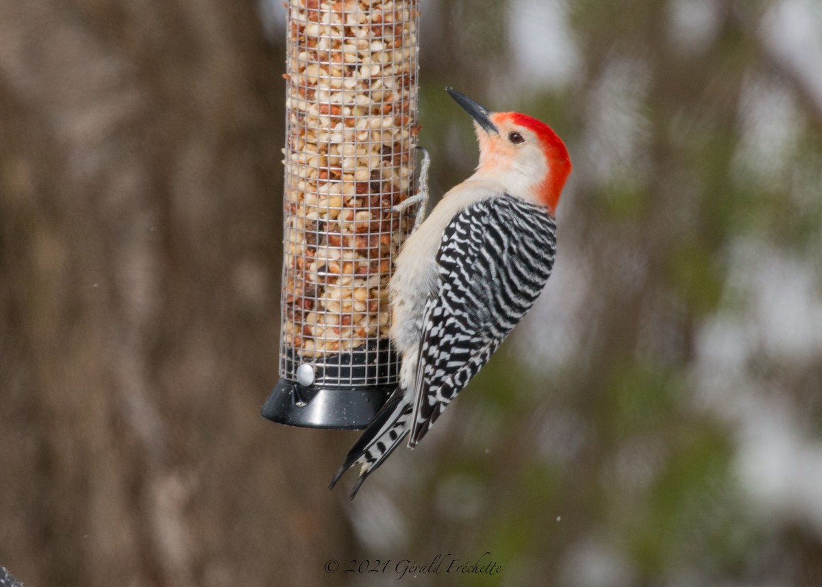 Red-bellied Woodpecker - ML329040581