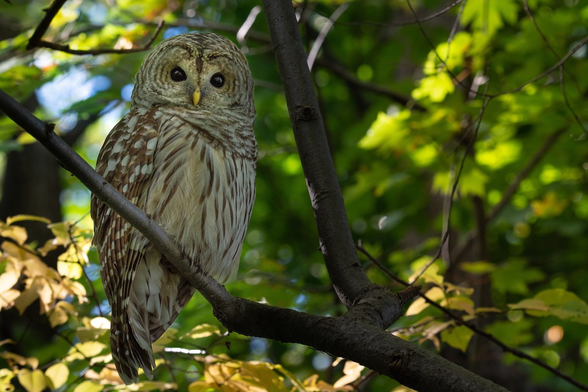 Barred Owl - Sylvain Messier