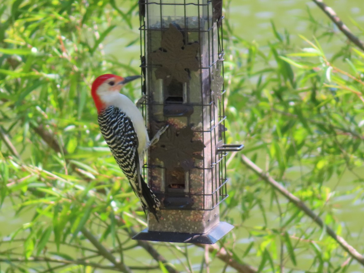 Red-bellied Woodpecker - ML329043791