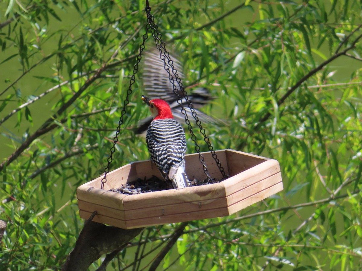 Red-bellied Woodpecker - ML329043811