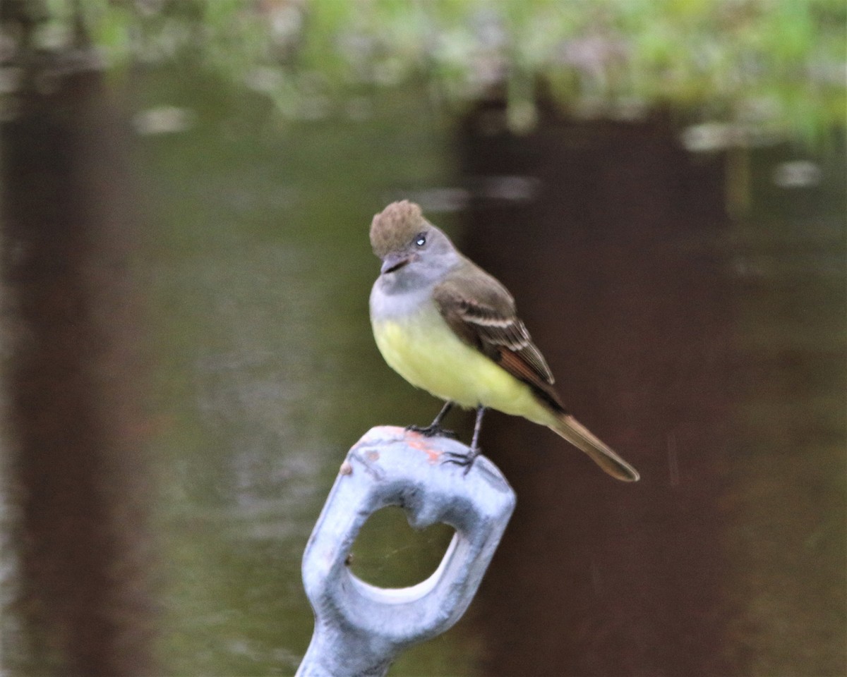 Great Crested Flycatcher - ML329046561