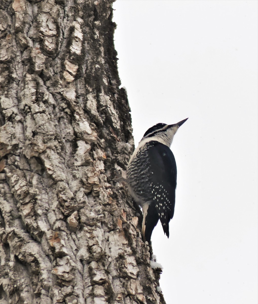Black-backed Woodpecker - ML329048611