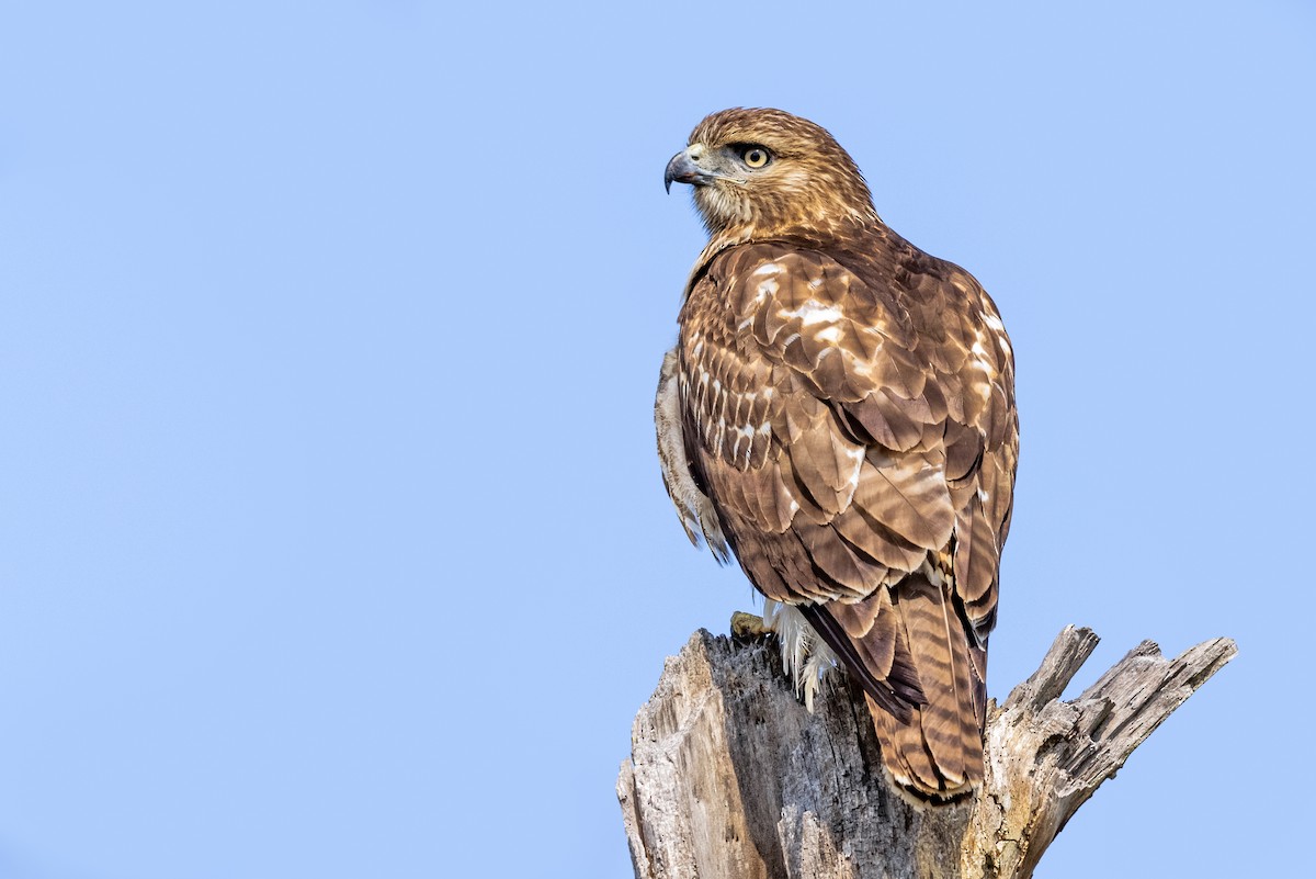 Red-tailed Hawk - Brad Imhoff