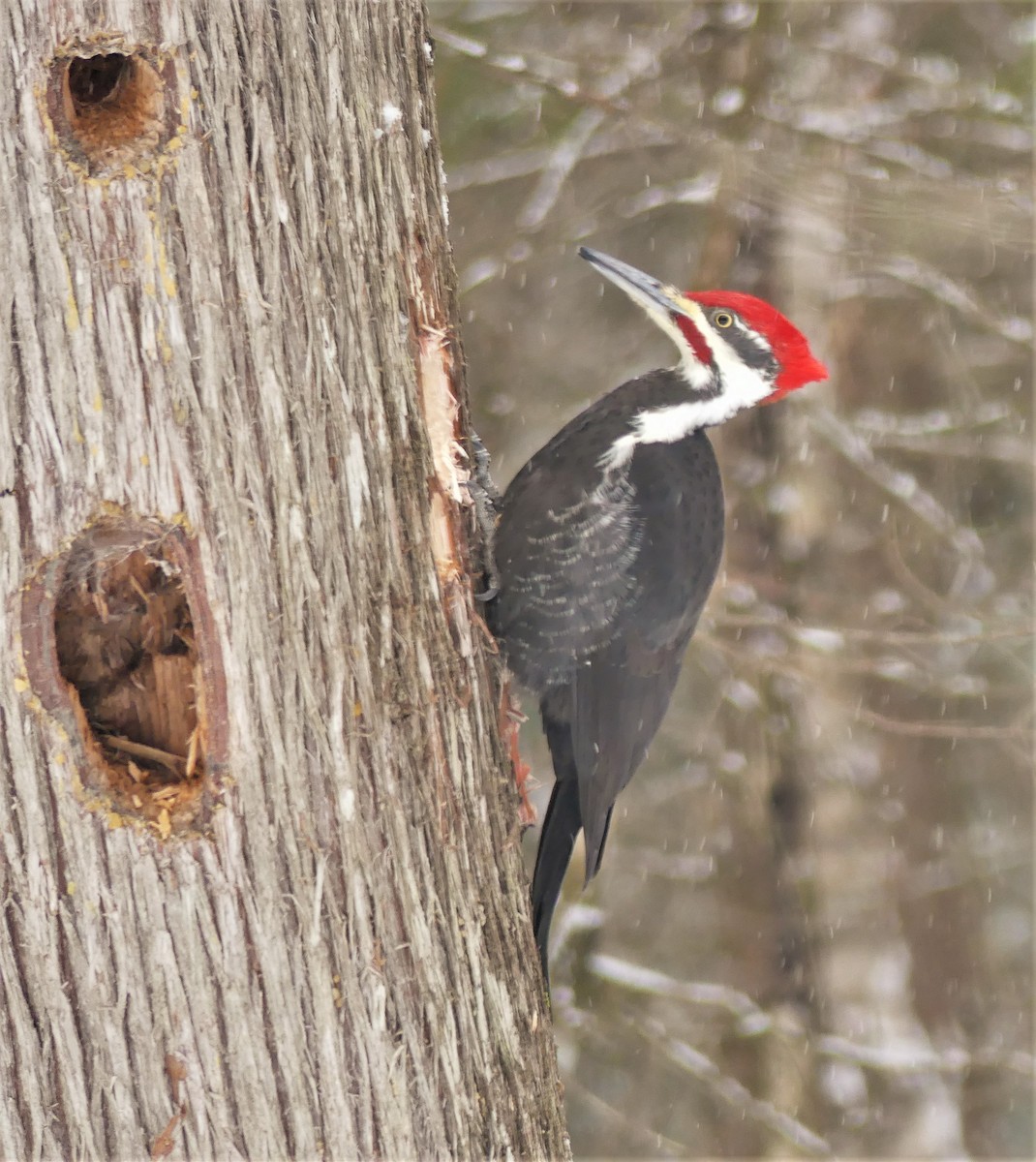 Pileated Woodpecker - ML329050671
