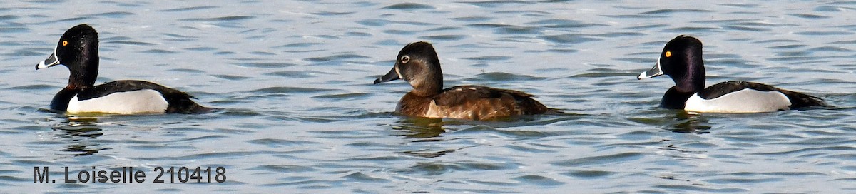 Ring-necked Duck - ML329051331