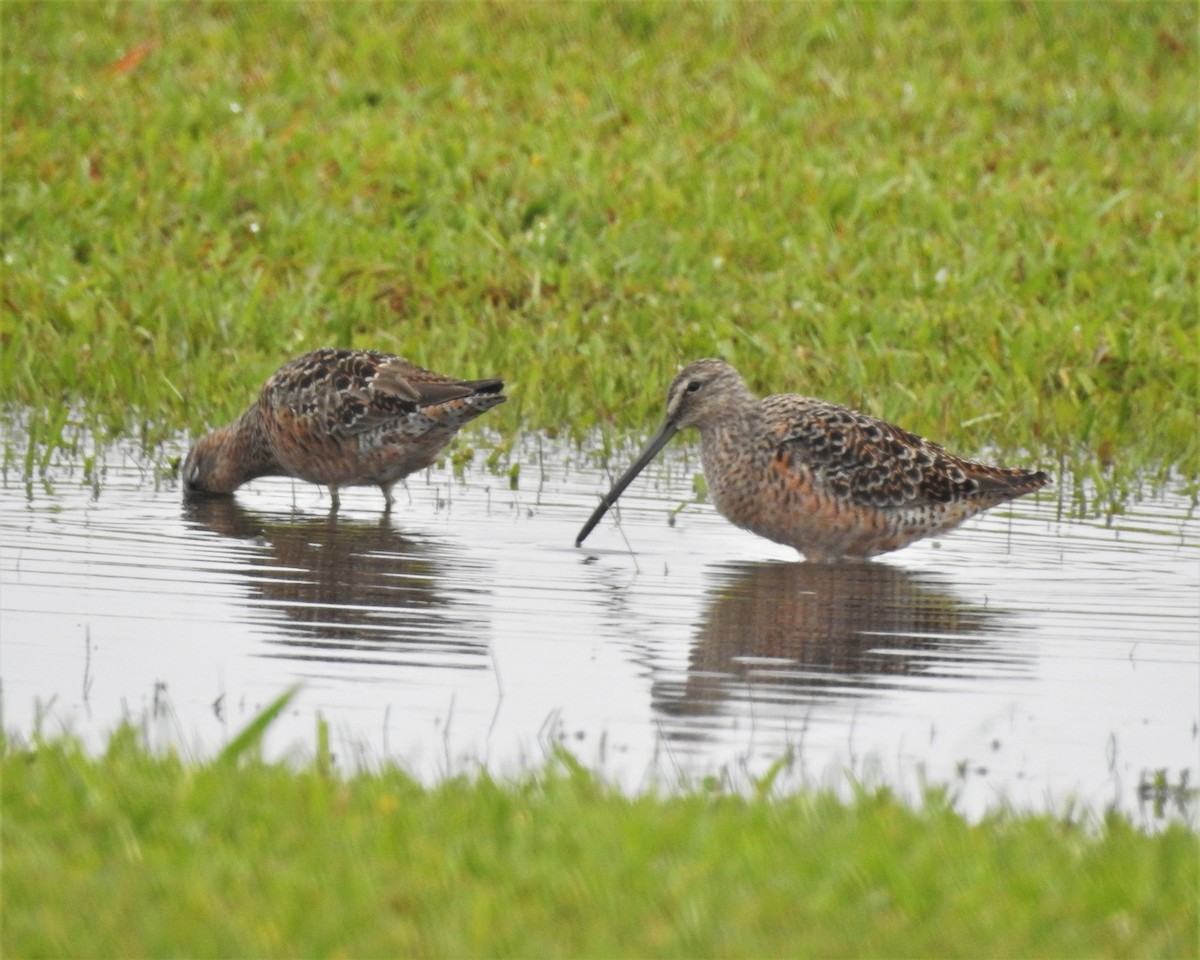 Long-billed Dowitcher - ML329051901