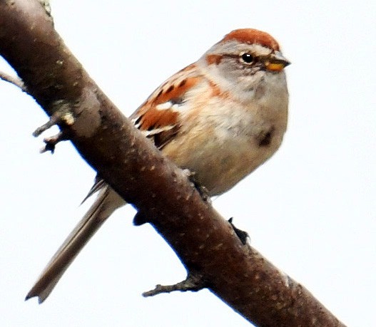 American Tree Sparrow - ML329052811