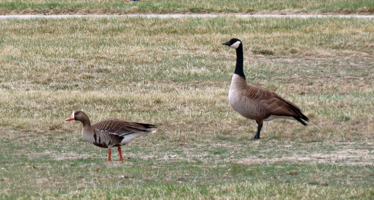 Greater White-fronted Goose - ML329053441