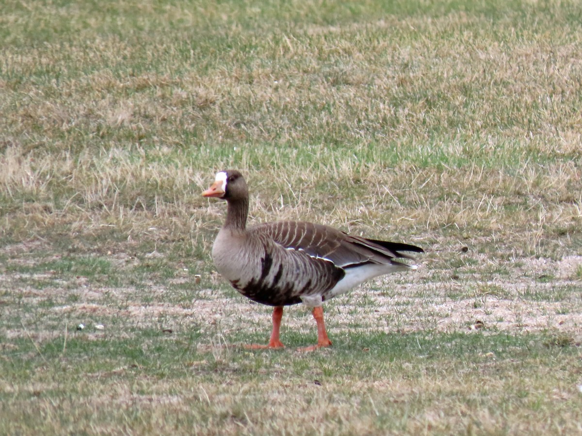 Greater White-fronted Goose - ML329053541