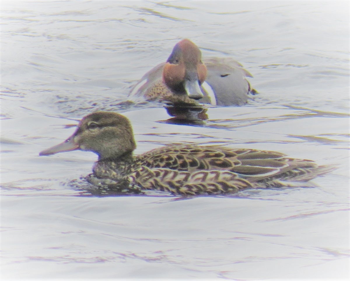 Green-winged Teal - ML329054021