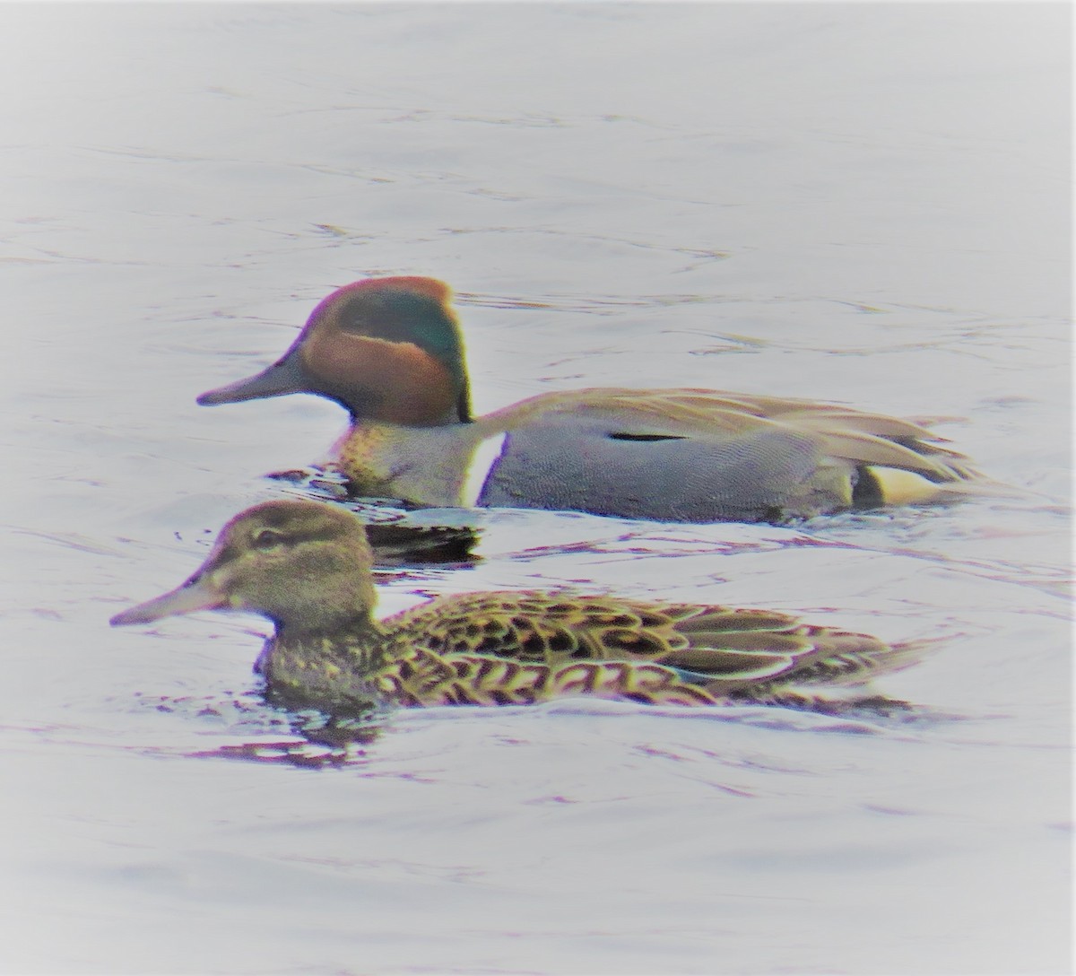 Green-winged Teal - ML329054041