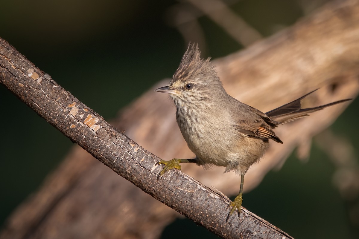 Tufted Tit-Spinetail - ML329056611