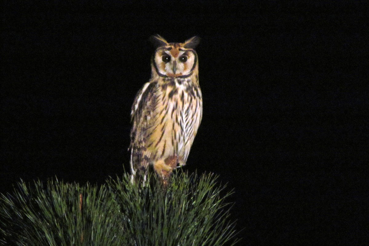Striped Owl - Fabricio C. Gorleri