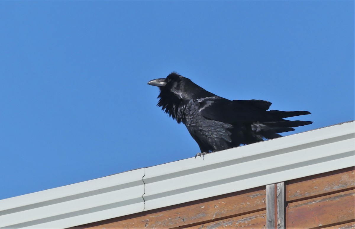 Common Raven - ML329060321