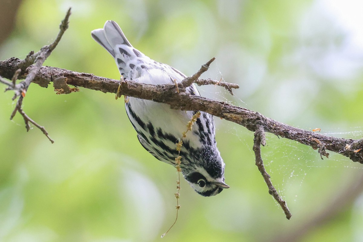 Black-and-white Warbler - ML329061551
