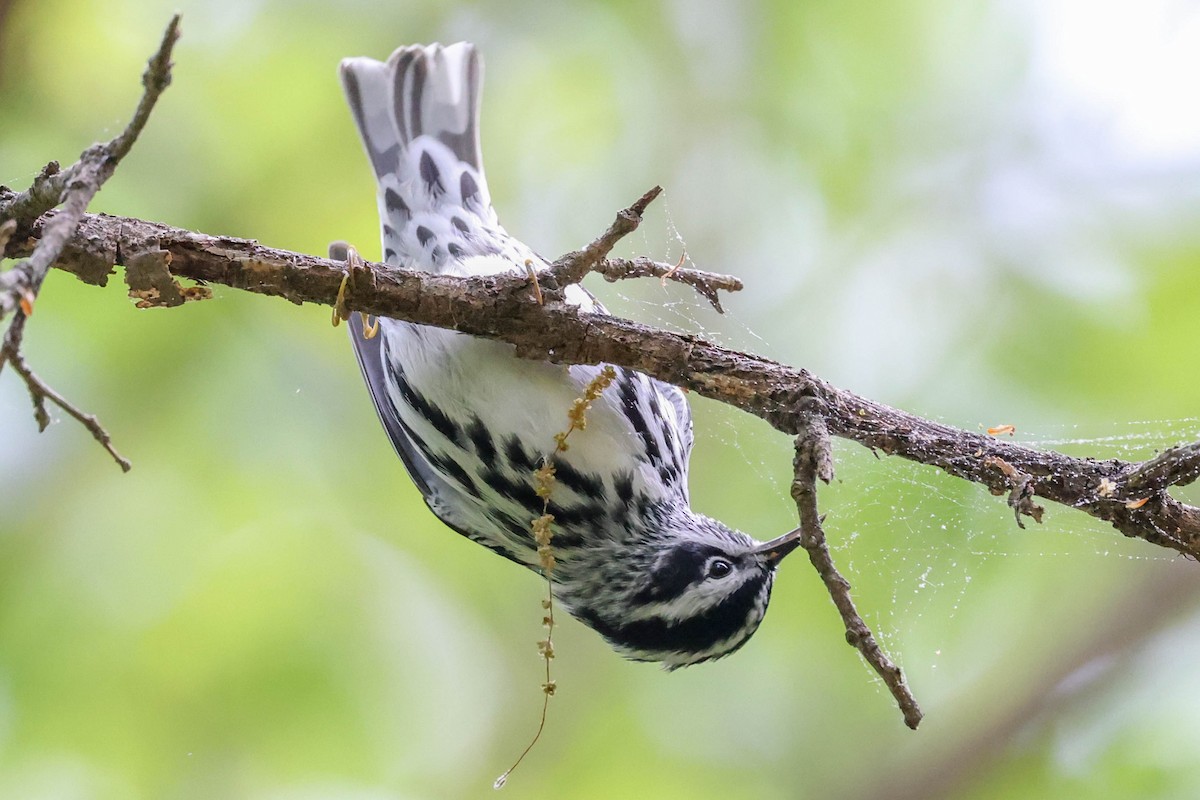 Black-and-white Warbler - ML329061561