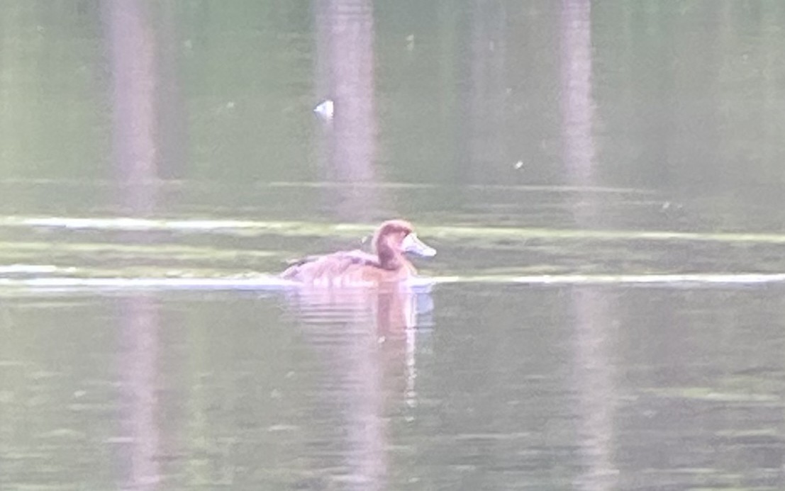 Greater Scaup - ML329062831