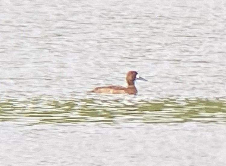 Greater Scaup - ML329062891