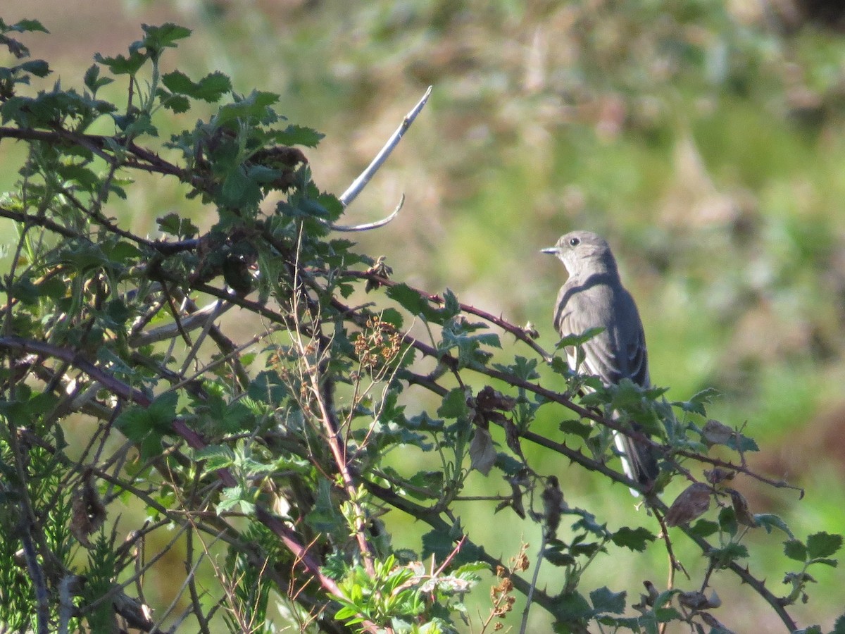 Townsend's Solitaire - ML329065131